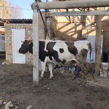 просто ат: Продаю | Корова (самка) | Для молока — 1
