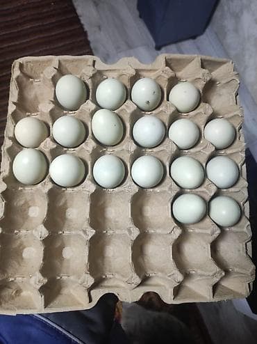 папугай цена: Продаю курей и петушков (лакенданзи и аям цемани) чёрное мясо чёрные — 2