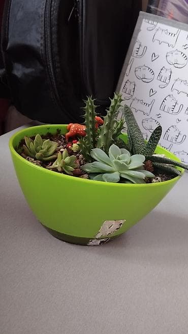 4 pot: Мини-садак из суккулентов в декоративной чаше. - Состав: микс живых — 1