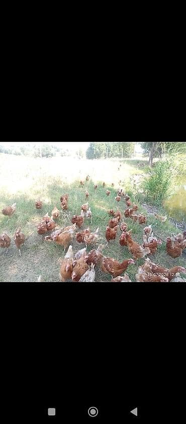 коротколапая кошка: Продаю | Куры | Несушки — 3