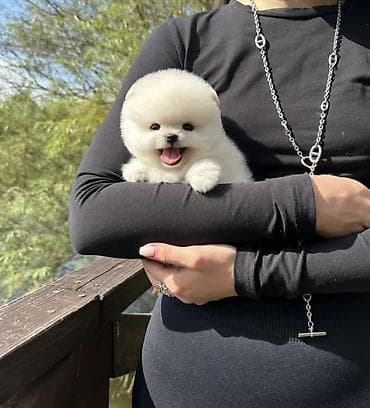 Продажа собак: Шпиц, 1 месяц, Самец, С прививкой, С родословной — 5