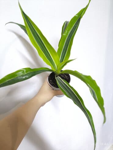 доставка цветов: РАСПРОДАЖА 🔥🔥🔥🔥 Продаю комнатные растения, цветы . РАСПРОДАЖА 🔥🔥🔥🔥 — 1