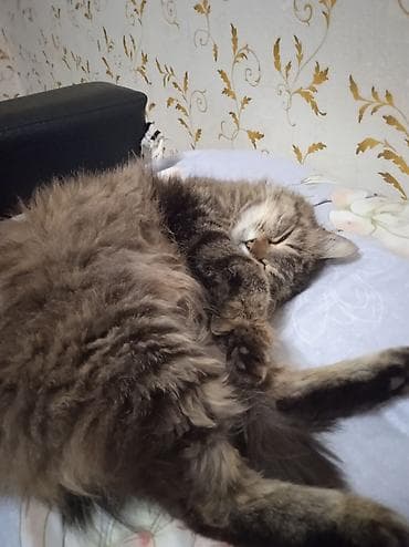 кошка сервал: Пропала : Мейн-кун, Девочка — 2