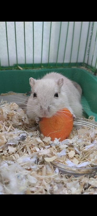 летучая белка: Монгольская песчанка (палевый/светлый окрас) с клеткой. Продам вместе — 4