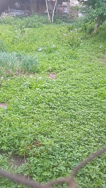 продается сад: 4 соток — 1