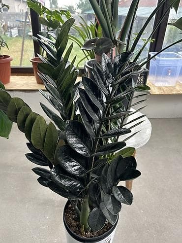 вариегатный замиокулькас: Замик гигант Замиокулькас ‘Raven’ (Zamioculcas zamiifolia Raven) - — 2