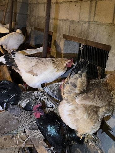 клетки кур несушек: Продаю | Куры, Петух | Домашняя | На забой, Для разведения, Несушки — 2