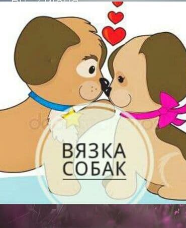 Грызуны: Вязка сабак, Инструктор по скрещиванию сабак любых пород — 1