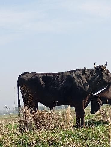 лошадь тяжеловес: Продаю | Корова (самка) | Для молока | После отела — 4