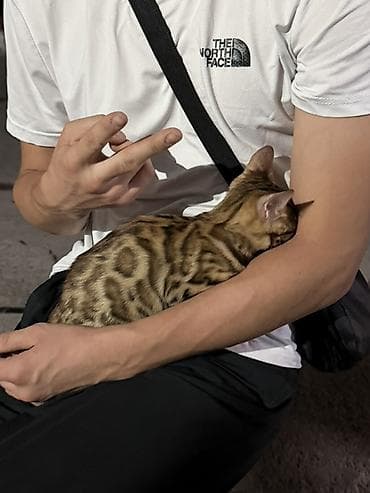 кот бенгальский: Бенгальский котёнок 3 месяца - Порода: бенгальская, яркий контрастный — 2