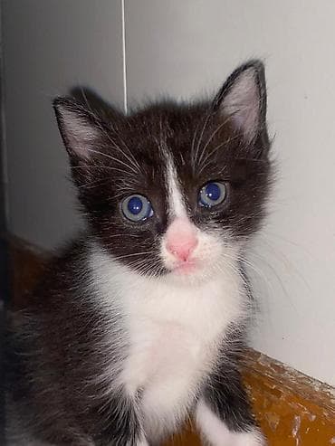 Үй жаныбарлары: Котята Тайские,3 мальчика и 1 девочка. На последней фотке мама котят — 2