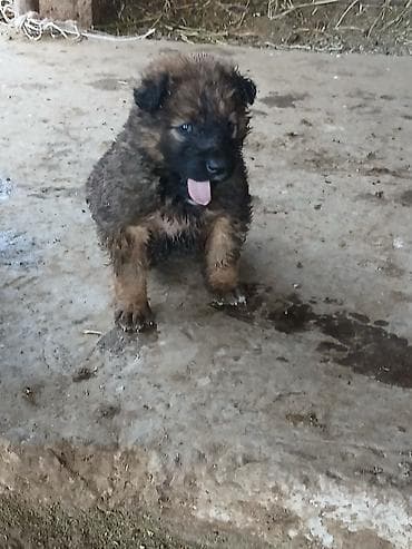 ит нарын: Алабай, 1 айлык, Ургаачы, Ит тегин тастыктоочу документ — 8