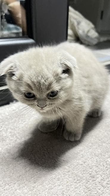 скотиш фолд ош: Скотиш Фолд (Шотландская вислоухая), 2 месяца, Девочка, Серый — 3