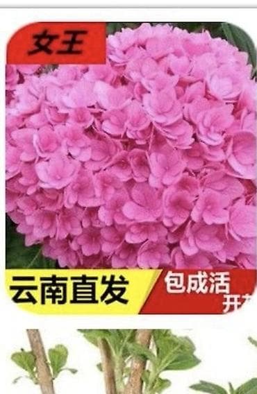 м гвардия: Продаю саженцы 20-летней гортензии. Гортензия крупнолистная (Hydrangea — 7