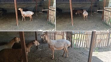 купить кошачий наполнитель: Продаю | Овца (самка) | Для разведения | Матка — 3