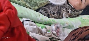 домик для котенка: Кошка даром: Беспородная, 1 год, Мальчик, Кастрирована — 5