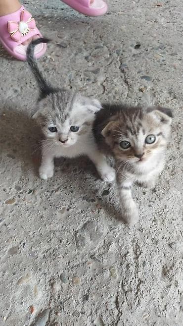 Котята - Описание: Милые домашние котята, короткошёрстные. На фото — at lalafo.kg Котята - Описание: Милые домашние котята, короткошёрстные. На фото —