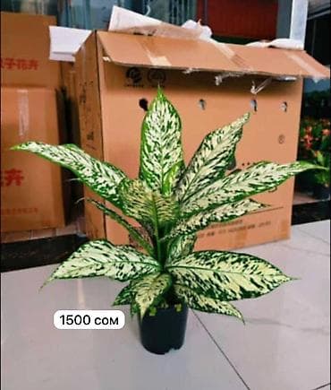 когти точка: Комнатные пальмы в горшках. 1) Саговник (Cycas revoluta) - Компактная — 8