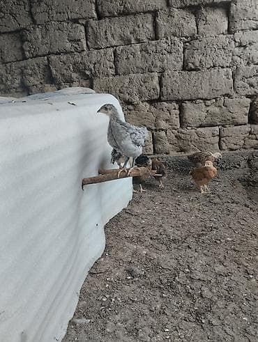 маленькие бычки: Продаю | Цыплята | Домашняя | На забой — 2