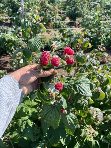 ящик пчелы: Саженцы малины с развитой Цена за шт 20с корневой системой, готовые к — 5