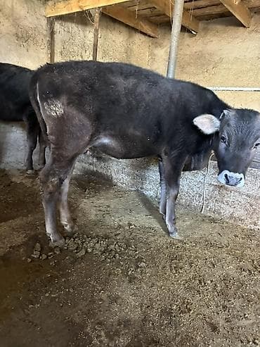 d cat: Продаю | Тёлка | На откорм | Привязанные — 3