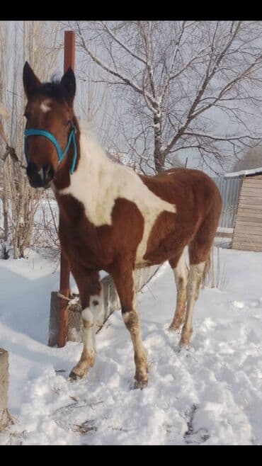 Зоотовары: Продаю | Кобыла (самка) | Полукровка | Для разведения | Племенные — 1