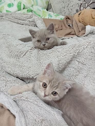 сеамская кошка: Продаём котят (девочки). Стоячие ушки (скотиш страйк) Шотландская — 6