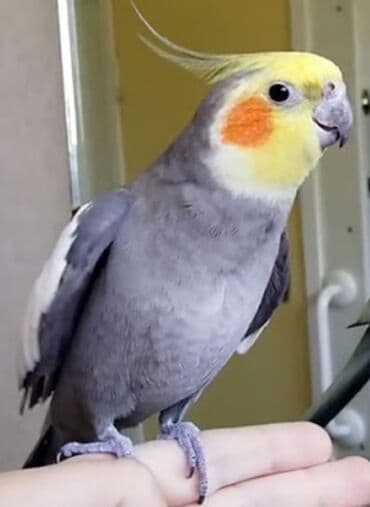 трафареты для рисования животных: Попугаи кареллы хорошо учатся говорить и приручаются к рукам. Так же — 6