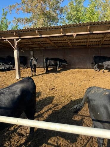 продаю музоо торпок корова самка бык самец айрширская ангус алатауская на забой для разведения на откорм племенные нетель привязанные: Продаю | Бык (самец) | Ангус | На откорм | Племенные — 1