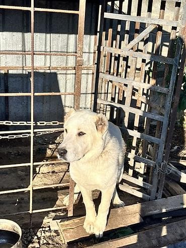 купить кавказскую овчарку: Алабай, 5 месяцев, Самец — 5