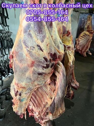 аргентиский дог: Куплю | Коровы, быки, Лошади, кони | Любое состояние — 4