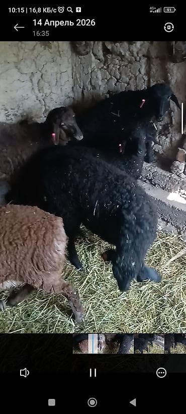 рыба мальки: Продаю | Ягненок | Для разведения — 3