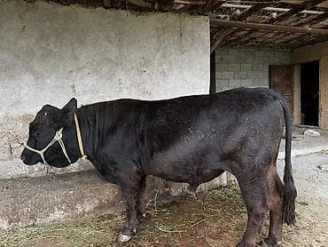 тазы ит: Сатам | Бука (эркек) | Ангус | Бордоп семиртүү үчүн | Байланган — 4