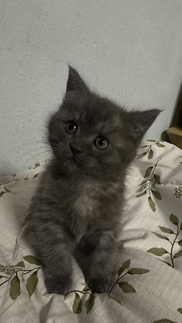 тёлки стельные: Скотиш Фолд (Шотландская вислоухая), 2 месяца, Девочка, Серый, Приучена к лотку — 1