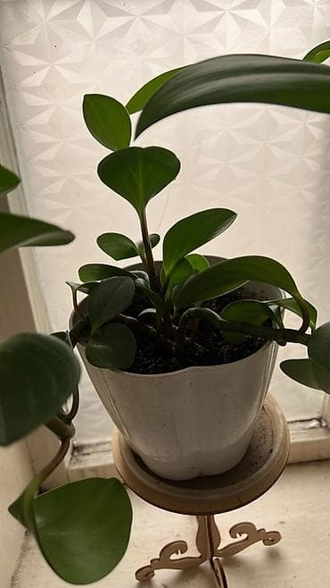 перец балгарский: Пеперомия (вероятно Peperomia obtusifolia) в декоративном пластиковом — 1