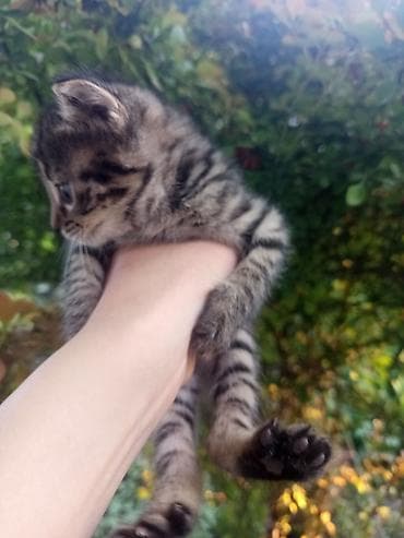 вязка кошек ош: Беспородная, 1 месяц, Девочка, Приучена к лотку — 6