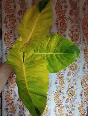 В продаже ❇️ Филодендрон Пинатифидум Марбл Нью Сплеш Вар