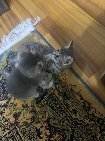 шотландские кошки цена: Скотиш Фолд (Шотландская вислоухая), 2 месяца, Девочка, Серый, Метис — 5