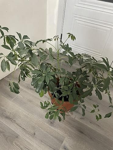 Шеффлера (Schefflera) в горшке - Крупное комнатное растение с