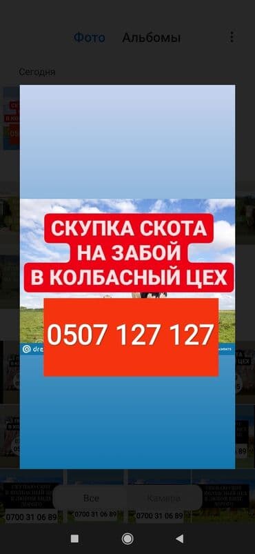 Куплю | Коровы, быки, Лошади, кони, Другие с/х животные | Круглосуточно, Любое состояние, Забитый at lalafo.kg Куплю | Коровы, быки, Лошади, кони, Другие с/х животные | Круглосуточно, Любое состояние, Забитый