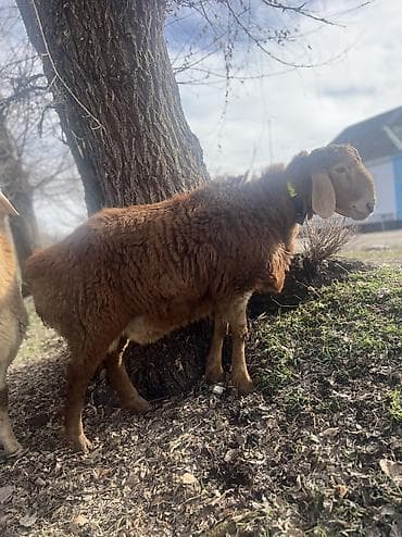 кой сойгуч: Продаю | Баран (самец) | Арашан | Для разведения | Племенные — 4