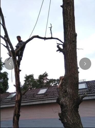 Валим деревья по частям и сразу. опыт 20 лет. дорого. цена зависит от at lalafo.kg Валим деревья по частям и сразу. опыт 20 лет. дорого. цена зависит от