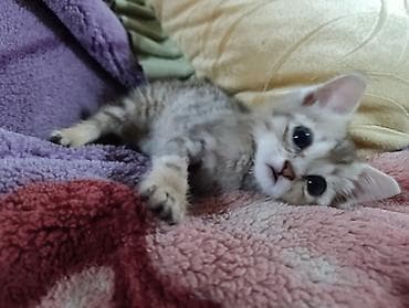 Кошка даром: Беспородная, 1 месяц, Мальчик, Приучена к лотку — 6