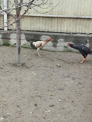 баштай жугору: Сатам | Тооктор — 4