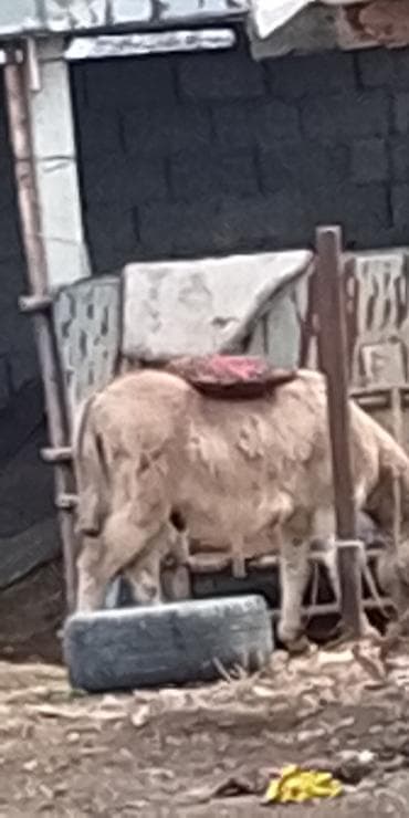 индийский бегунок купить: Осёл рабочий - Порода: домашний осёл серого окраса с характерной — 3