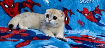 буудай сатылат: Скотиш Фолд (Шотландиялык шалпаң кулак), 3 айлык, Ургаачы, Алтын шиншилла — 4