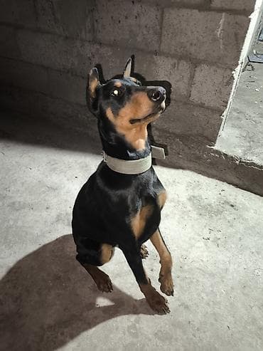 Отдам даром собаку: Доберман, 9 месяцев, Самка, С прививкой — 1
