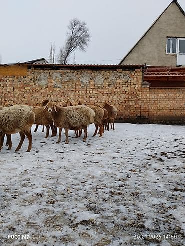 мех кролика: Продаю | Овца (самка) | Для разведения | Матка — 4