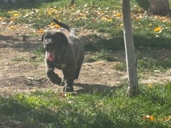 кане корсо купить щенка: Щенки Presa kanario - Очаровательные щенки с тигровым и однотонным — 9