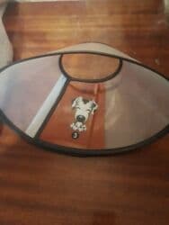 стоимость баранины за кг: Отдам воротник для маленьких собак, в нормальном состоянии, за один кг — 1